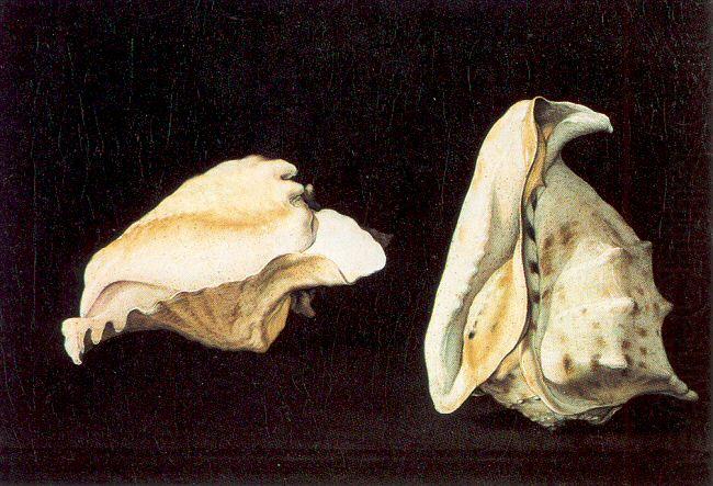 Napoletano, Filippo Two Shells china oil painting image